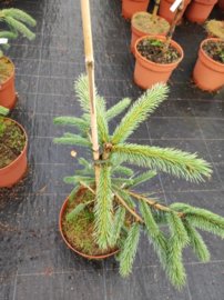 Smrek Engelmannov, spp. Mexicana Pervana, Picea engelmannii, 40 – 50 cm, kontajner 3l