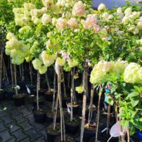 Hortenzia Petite Cherry, Hydrangea, kmeň + 100cm, kontajner