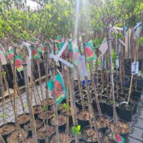 Hortenzia Petite Cherry, Hydrangea, kmeň +100cm, kontajner