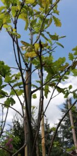 Dub zimný, Quercus petraea, 120 - 190 cm kont. C5