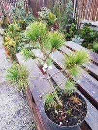 Borovica balkánska, Pinus peuce, 20 - 40 cm, kontajner 3l