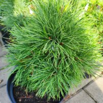 Borovica balkánska, Pinus peuce, 20 - 40 cm, kontajner 3l