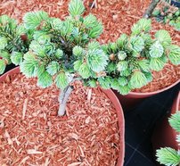 Smrek sitkanský Pevè Wiesje, Picea sitchensis, kmeň 30 - 35 cm, kont. 3l