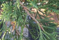 Borievka pfitzerova, Juniperus x pfitzeriana 140 - 190 cm, kont. 20l