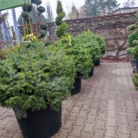 Smrek omorikový-balkánsky Nana, Picea omorika +100 cm, kont. 100l