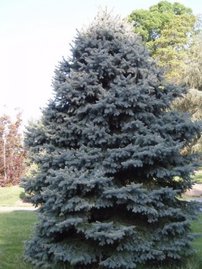 Smrek pichľavý Baby Blue Eyes, Picea pungens, 40 - 50 cm, kont. 5l