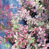 Dráč thunbergov Pink Attraction, Berberis thunbergii, 20 - 30 cm kontajner 3l