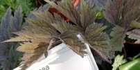 Ploštičník strapcovitý, Pink Spike, Actaea, kont. 2l