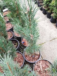Borovica lesná Fastigiata, Pinus sylvestris, 30 cm, kont. 5l
