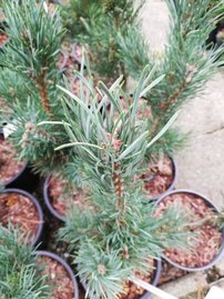 Borovica lesná Fastigiata, Pinus sylvestris, 30 cm, kont. 5l