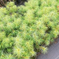Borovica hladká , Pinus strobus, kontajner C3, 20 -40 cm