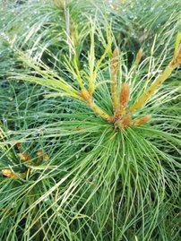 Borovica himalájska, Pinus wallichiana, (Pinus griffithii), 25 – 30 cm, kont 2l