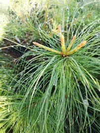 Borovica himalájska, Pinus wallichiana, (Pinus griffithii), 75 – 90 cm, kont 10l