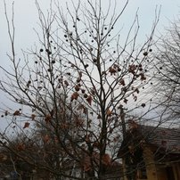 Platan javorolistý, Platanus × acerifolia, 130 – 180 cm, kontajner 5l