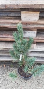 Borovica trpasličia Glauca | Pinus pumila Glauca, 40 - 50 cm, kont. 3l