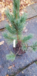 Borovica trpasličia Glauca | Pinus pumila Glauca, 40 - 50 cm, kont. 3l