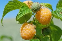 Malina Poranna Rosa, Rubus idaeus 30 - 40 cm kont.1l