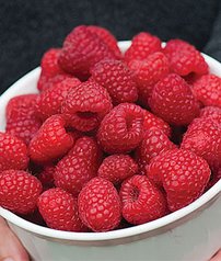 Malina Polana, Rubus idaeus + 30 cm kont.3l