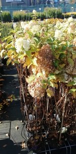 Hortenzia metlinatá Polar Bear, Hydrangea paniculata 40 - 60 cm, kont. 3l