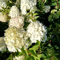 Hortenzia metlinatá  Mix farieb ( ružová, biela, atď) Hydrangea paniculata 40 - 60 cm, kont. 3l