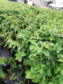 Černica Polar, Rubus fruticosus 30 - 40 cm kont. 1,5 I