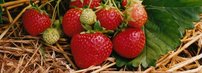 Jahoda veľkoplodá Polka, FRAGARIA × GRANDIFLORA 10 kusov multiplato