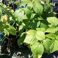 Malina Polka, Rubus idaeus 10 - 100 cm kont.3l