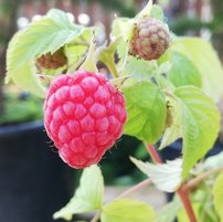 Malina Polka, Rubus idaeus 10 - 100 cm kont.3l