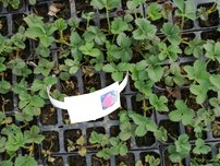 Jahoda veľkoplodá Polka, FRAGARIA × GRANDIFLORA 10 kusov multiplato