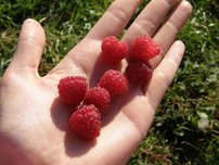 Malina Polana, Rubus idaeus + 30 cm kont.3l