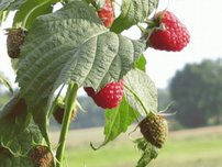 Malina Polana, Rubus idaeus + 30 cm kont.3l