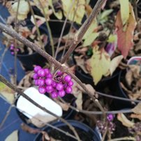 Krásnoplodka Bodinierova Profusion, Callicarpa bodinieri, kont. 3l