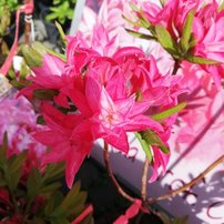 Azalka Prof. Czekalski, Azalea 30 - 60 cm, kont. 3l