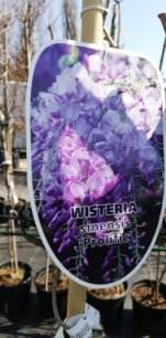 Wisteria čínska Profilic, Wisteria sinensis, + 250 cm, kontajner 10