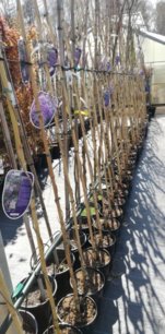 Wisteria čínska Profilic, Wisteria sinensis, + 150 cm, kontajner 10