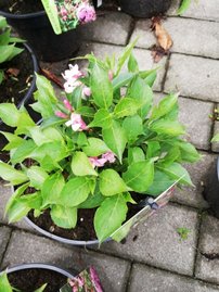 Čerešňa piesočná Depressa, Prunus pumila, kontajner 3l