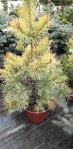 Borovica lesná Aurea, Pinus sylvestris, +140 cm, kont. 5l