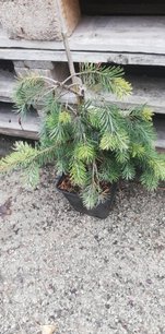 Duglaska tisolistá Glauca Pendula, Pseudotsuga menziesii, kont. 1 l, 30 – 40 cm