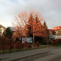 Paulovnia plstnatá, Paulownia tomentosa, 40 - 160 cm, kont. 5I