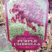 Lieska pokrútená Purple Umbrella, Corylus avellana, na kmienku + 250 cm, kont. 20l