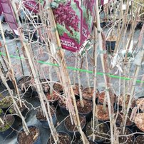 Lieska pokrútená Purple Umbrella, Corylus avellana, na kmienku + 250 cm, kont. 20l