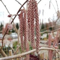 Lieska pokrútená Purple Umbrella, Corylus avellana, na kmienku + 250 cm, kont. 20l