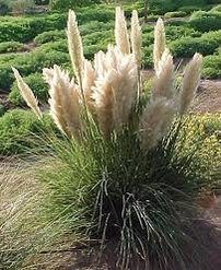 Kortadéria pampová Pumilia, Cortaderia selloana, 10 – 100 cm, kontajner 3l
