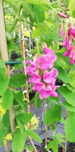 Agát skrútený Purple Robe, Robinia pseudoacacia, na kmienku 120 – 150 cm, kontajner 5l.