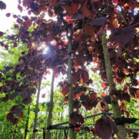 Lieska pokrútená Purple Umbrella, Corylus avellana, na kmienku + 250 cm, kont. 20l