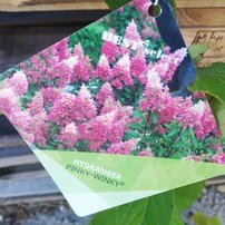 Hortenzia metlinatá Pinky Winky, Hydrangea paniculata 40 - 60 cm, kont. 3l