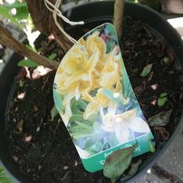 Azalka Comte de Quincey, Azalea  30 - 40 cm, kont. 5l