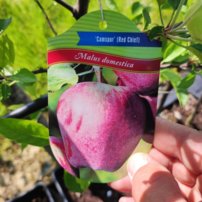 Jabloň domáca Chief, Malus domestica 150 - 190 cm, kont. 5 l