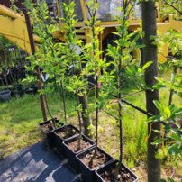 Jabloň domáca Chief, Malus domestica 150 - 190 cm, kont. 5 l