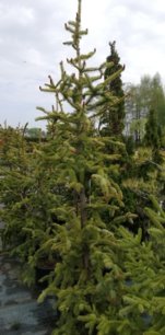 Smrek obyčajný Red Snake, Picea abies, + 200 cm, kont. 10l